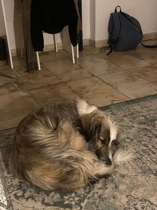 Cão de 2 anos para adopção