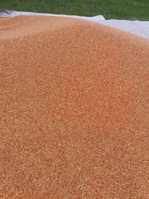 Proso czerwone w paczce po 25 kg