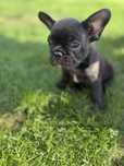 Buldog francuski miot A Amina
