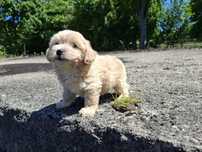 maltipoo szczeniak gotowy do odbioru