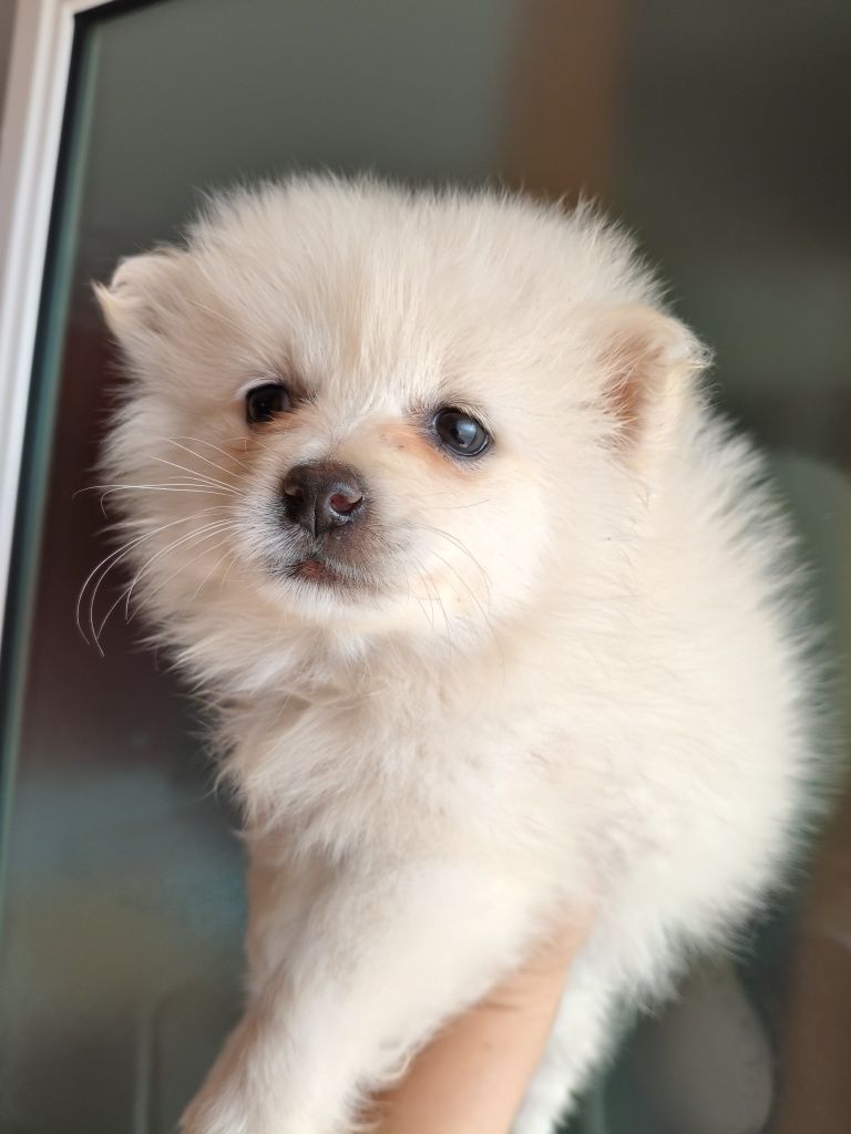 Spitz alemão menina