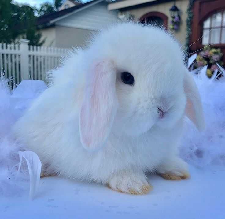 Mini coelhos anões+Gaiolas nova+alimentação adequada