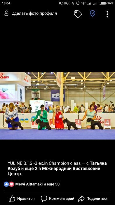 Цвергшнауцери,хлопці для парування