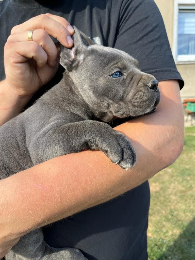 Cane Corso Suczka Wzorowa