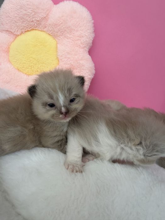 Kocurek Chwrubim -Ragdoll