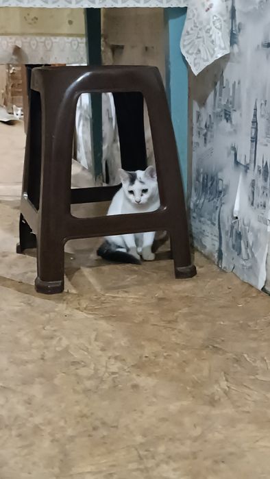 Котята, Помогите найти дом малышам