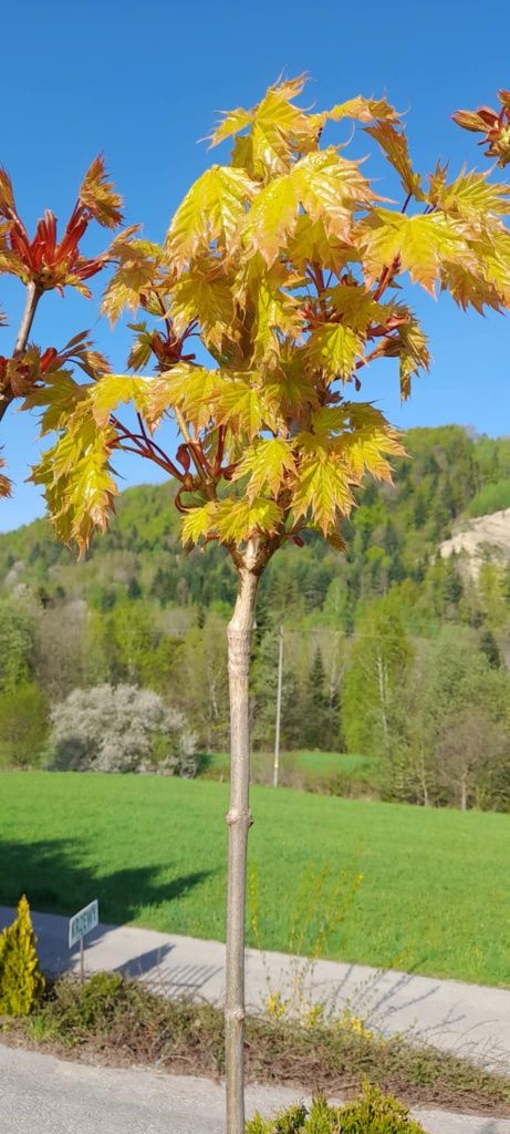 Klony szczepione na pniu