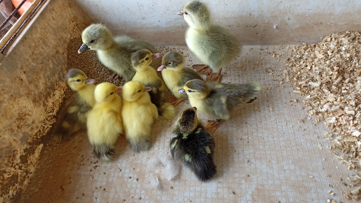 Patos Mudos Grande Porte Branco e Preto para trocar