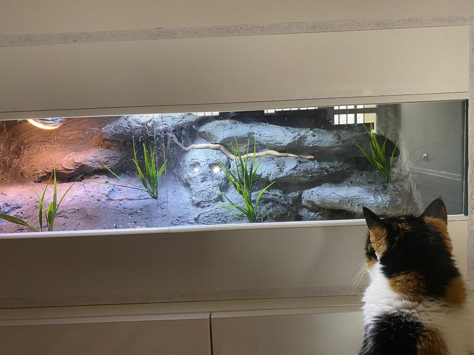 Terrarium dla węża zbożowego lub mniejszych gadów