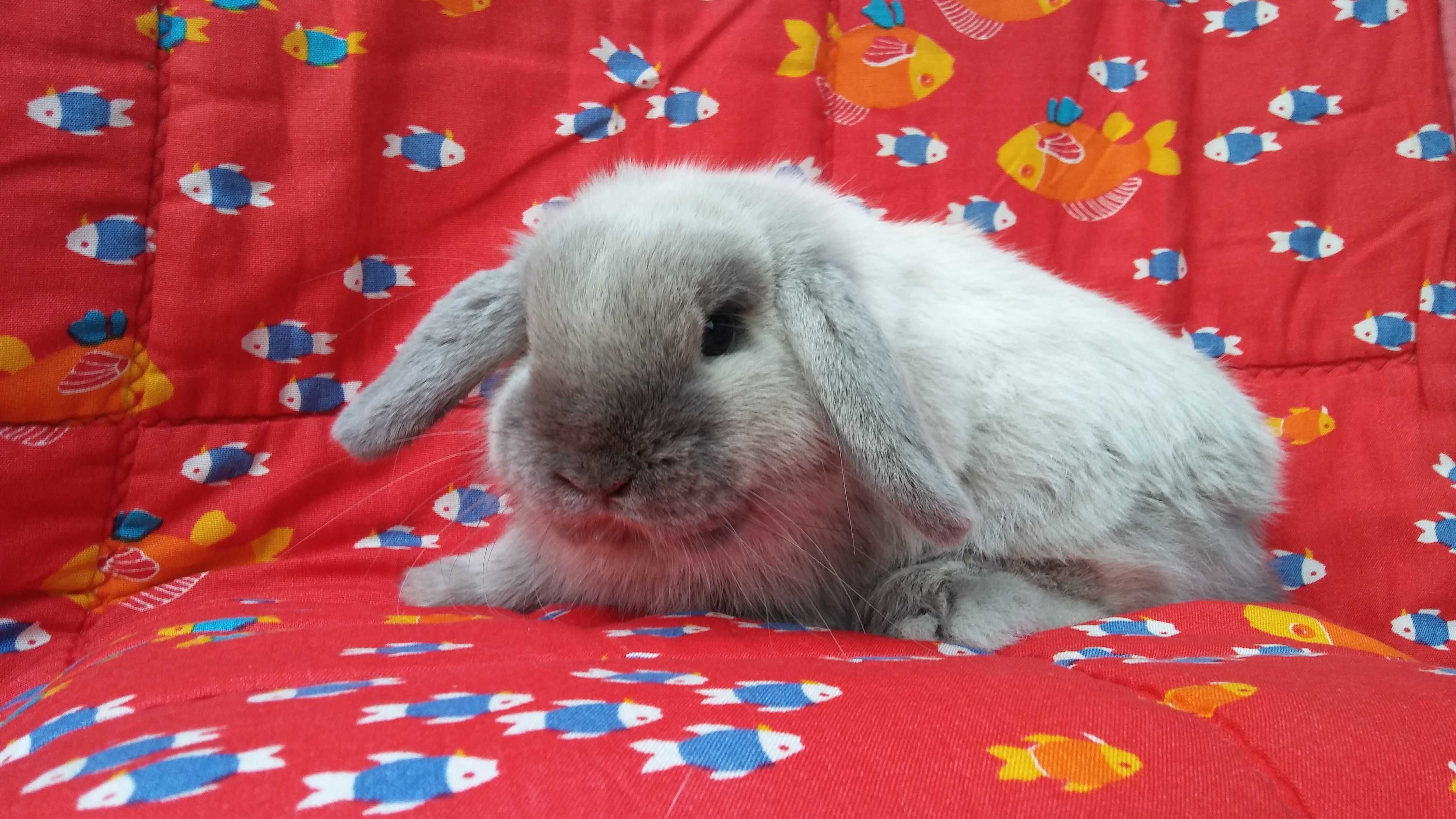 Mini Lop seal point rasowe Kraków Hodowla Zarejestrowana