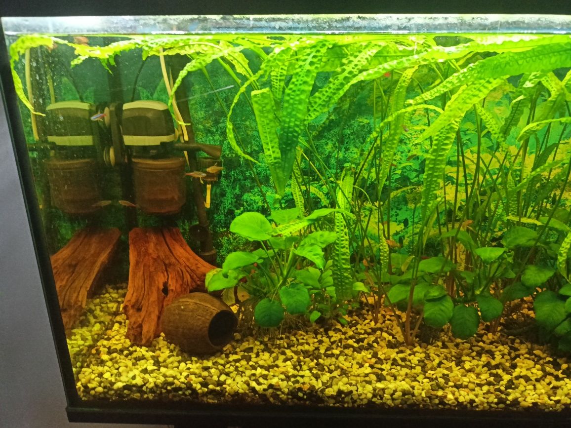 Akwarium Rybki Filtry Grzałka Pokrywa Szafka Żwirek 100x40x62