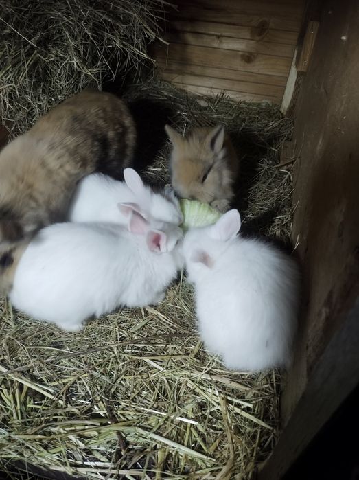 Królik króliczki miniaturki teddy