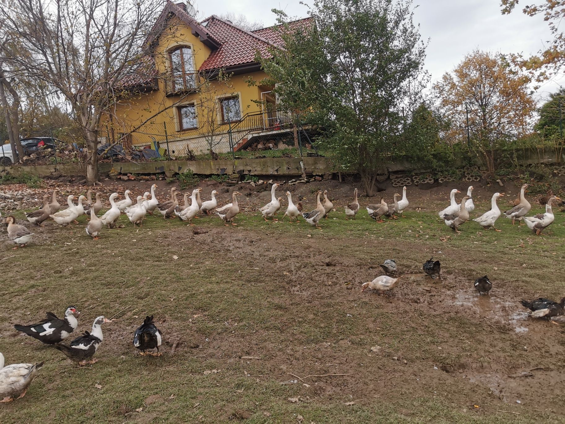 Gęsi chodowne białe i landersy garbonose