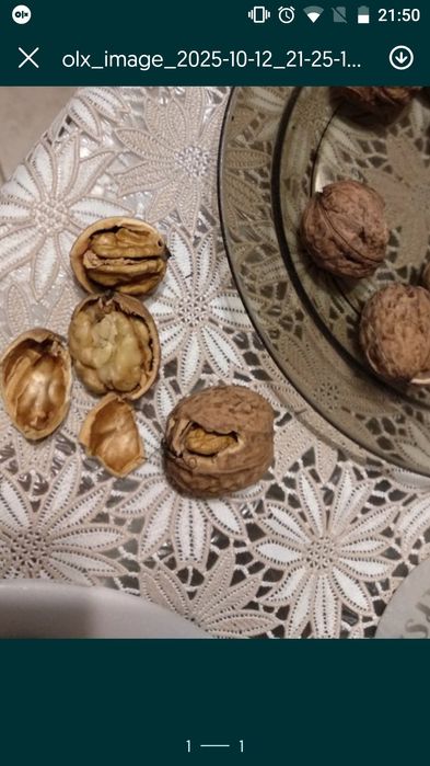 Orzechy włoskie świeże 14 kg