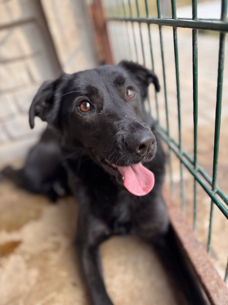 Czacza w typie labradora szuka domku