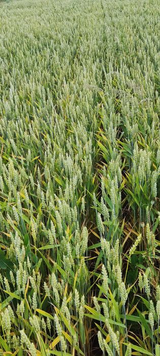 Продам Насіневу пшеницю Патрас