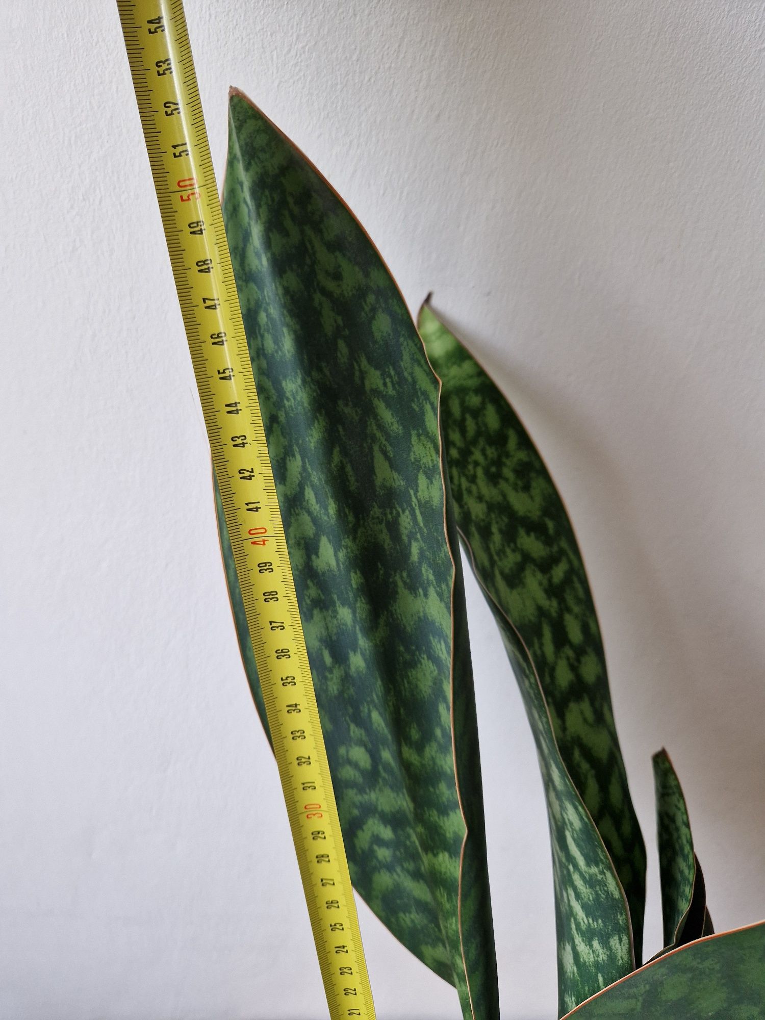 Sansewieria sansevieria kwiat doniczkowy