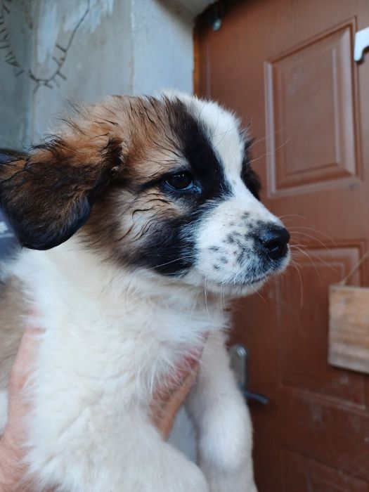 Oddam pieski w dobre ręce