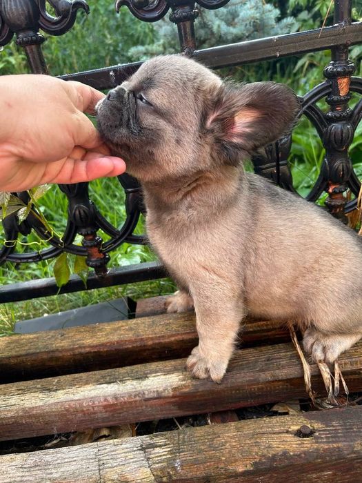 Французький бульдог Флаффі