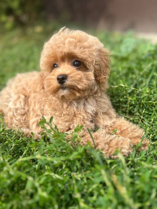 Собачки мальтіпу