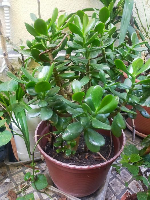 Planta Jade ouCrassula Ovata
