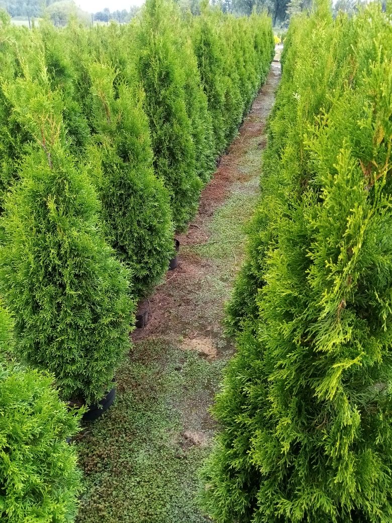 Tuja Thuja 150 cm doniczka szmaragd