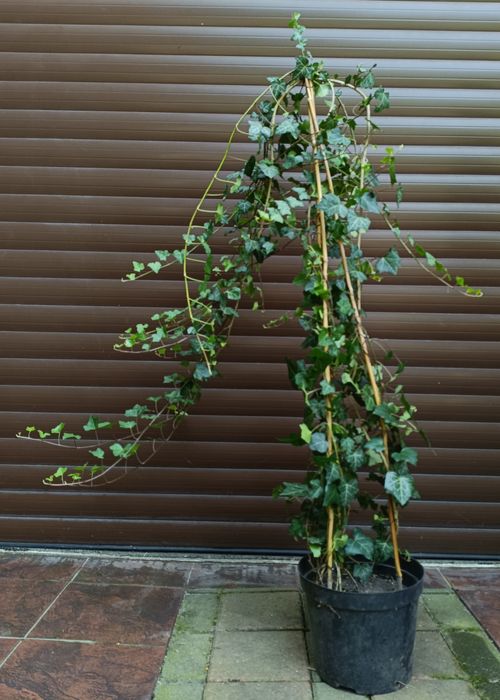 Duże kępy bluszczu Hedera Helix 100cm-130cm