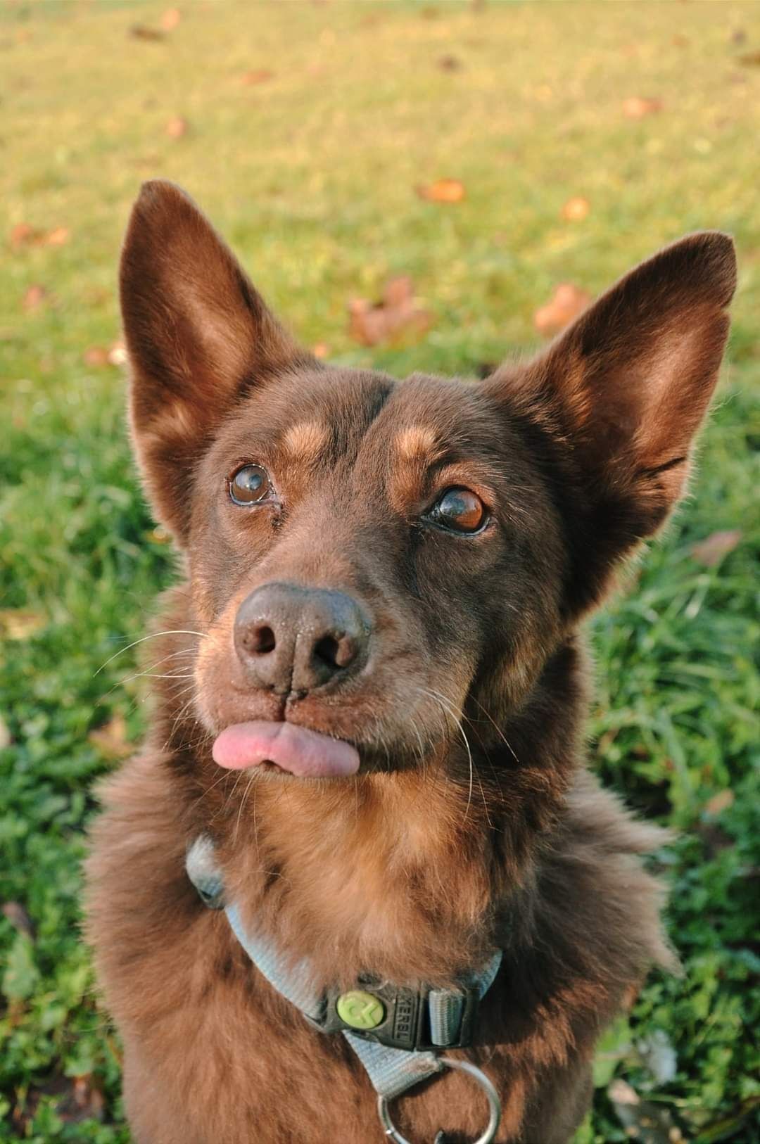 Wampirek tak długo czeka na swój dom! Adoptuj starszego psiaka!