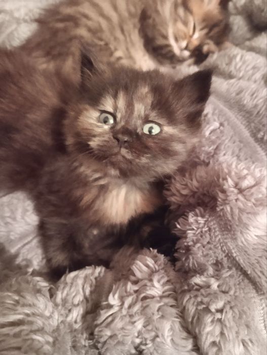 Очаровательные пушистые котята ищут дом