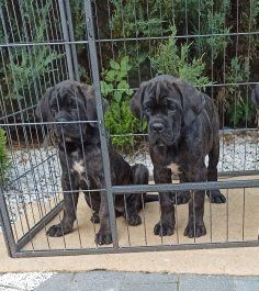 Cane Corso piesek