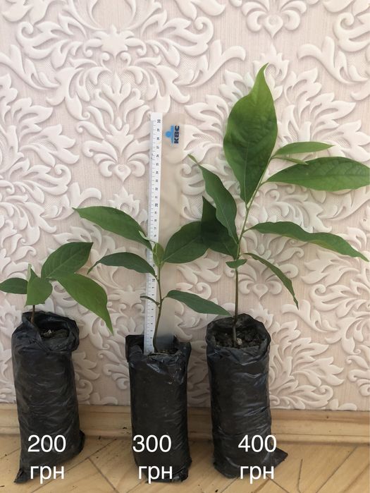 Азимина Sweet virgine і Тейлор-саджанці ЗКС - два чудові сорти