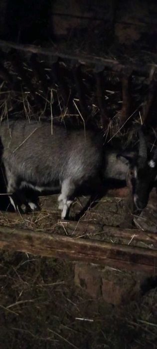 Sprzedam kozy i capa