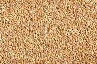 Kvaliteta pšenica Zrno