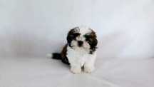 Szczeniaczek tricolor shih tzu czip rodowód