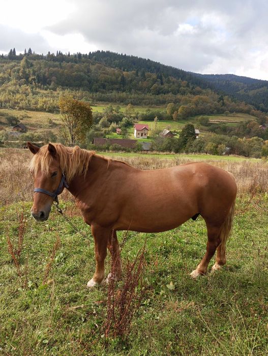 Продається кінь і кобила