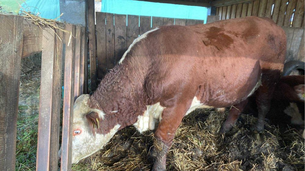 Sprzedam byczka hereford