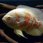 Oscares tigre albino