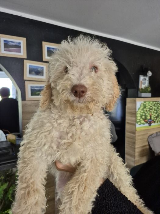 Lagotto romagnolo suczka po pracujących rodzicach