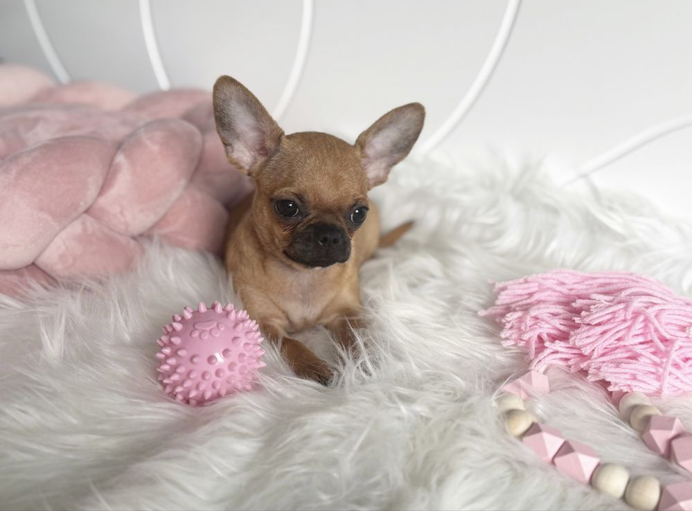Chihuahua sliczna dziewczynka