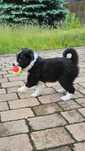 Border collie- piesek