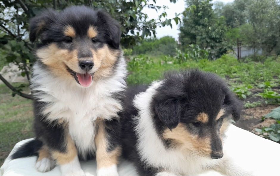 Колли АКУ девочка