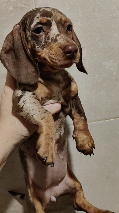 Шоколадно-мраморная девочка мини таксы с документами клуба В ХАРЬКОВЕ