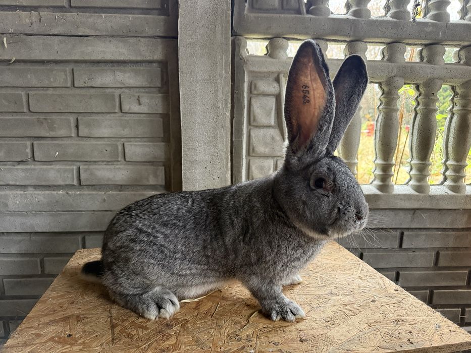 Królik samiec Belgijski olbrzym szynszylowy