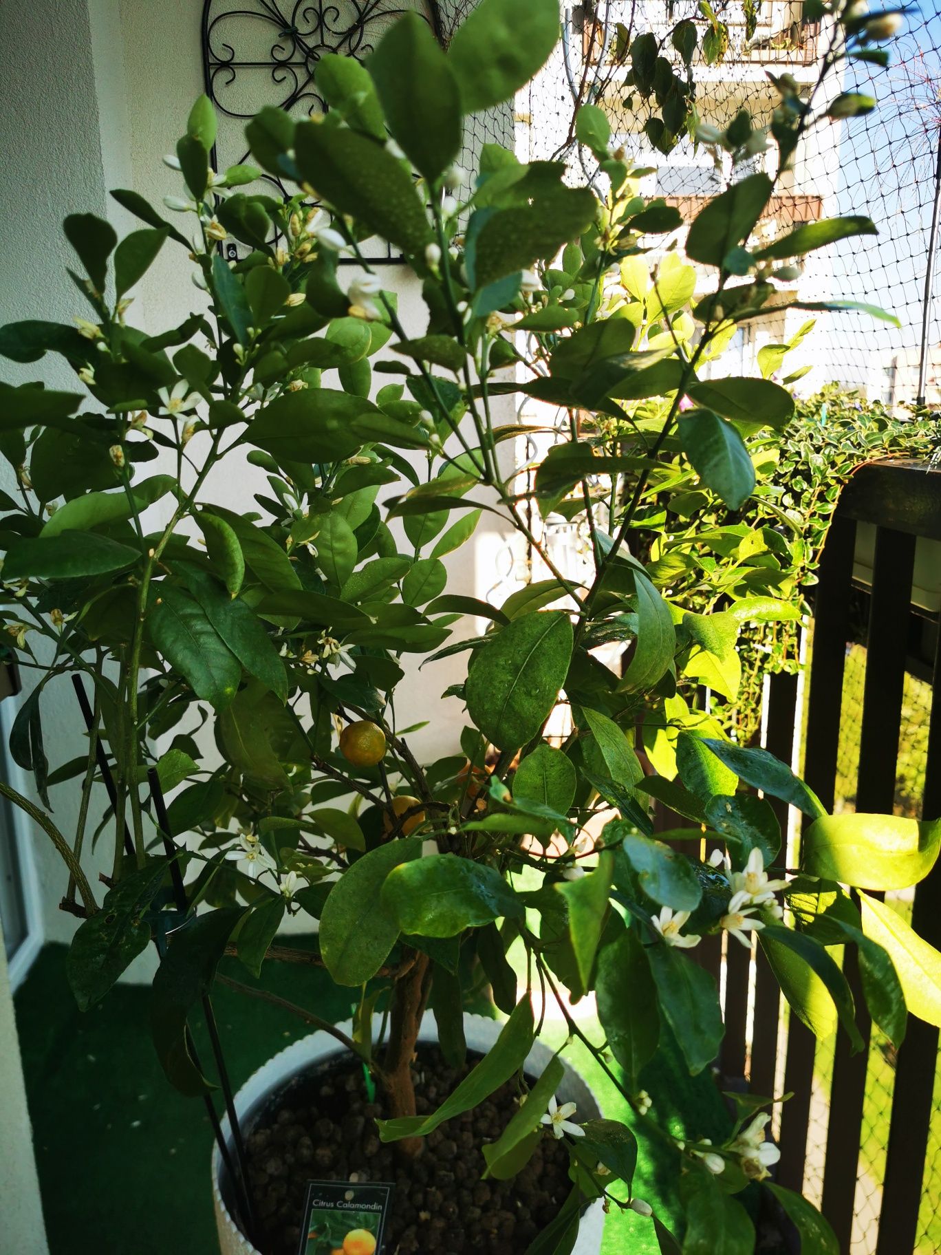 Citrus Calamondin, pomarańcza