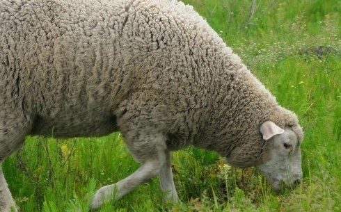 Баран вівця овечки асканійські меринос