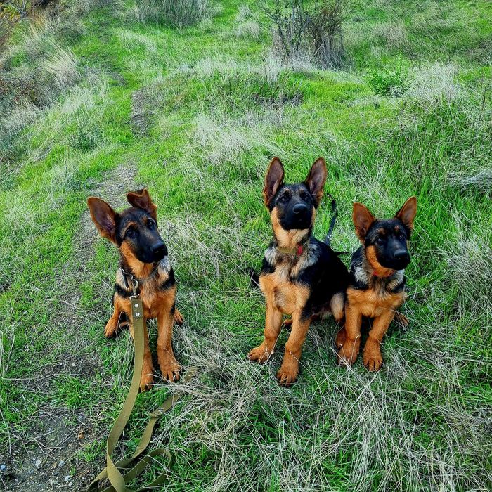 немецкая овчарка супер щенки для охраны