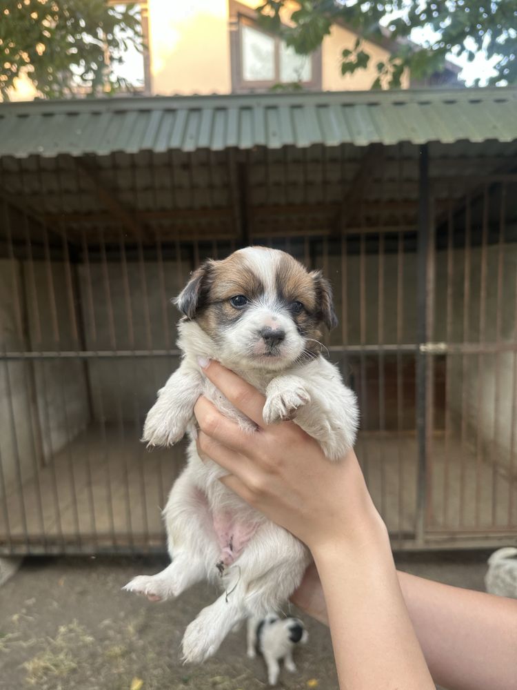Віддам цуциків безкоштовно