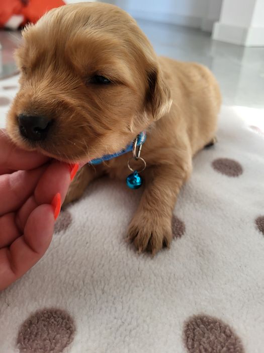 Piesek golden retriever ciemno złote maluszki po 20 listopada odbiór.