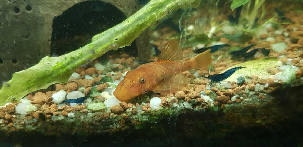 Krewetki Blue Velvet - ciemne - z własnej hodowli