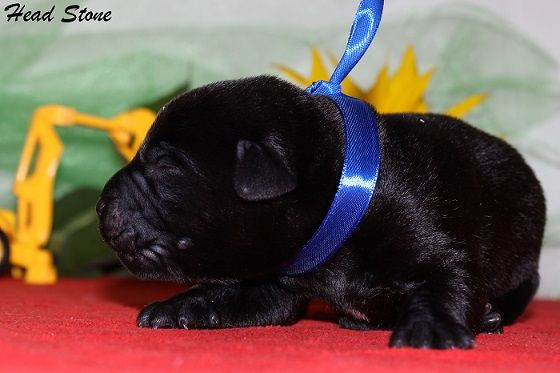 Клубные щенки Лабрадора ретривера